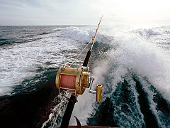 Sportfishing Boat, Cabo San Lucas, Mexico